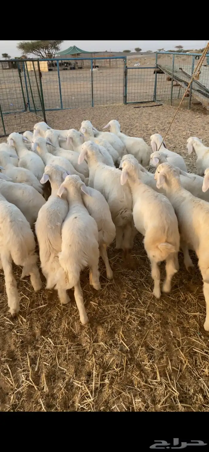 بهم تربيه تم البيع اضغط متابعه 4