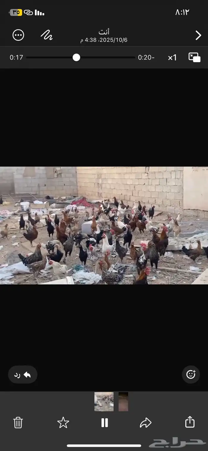 دجاج ديكه 0