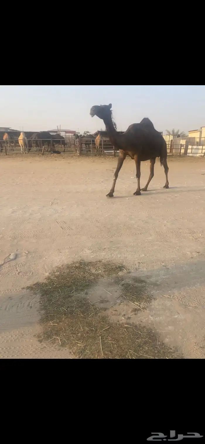 البيع القحه ثنو 1