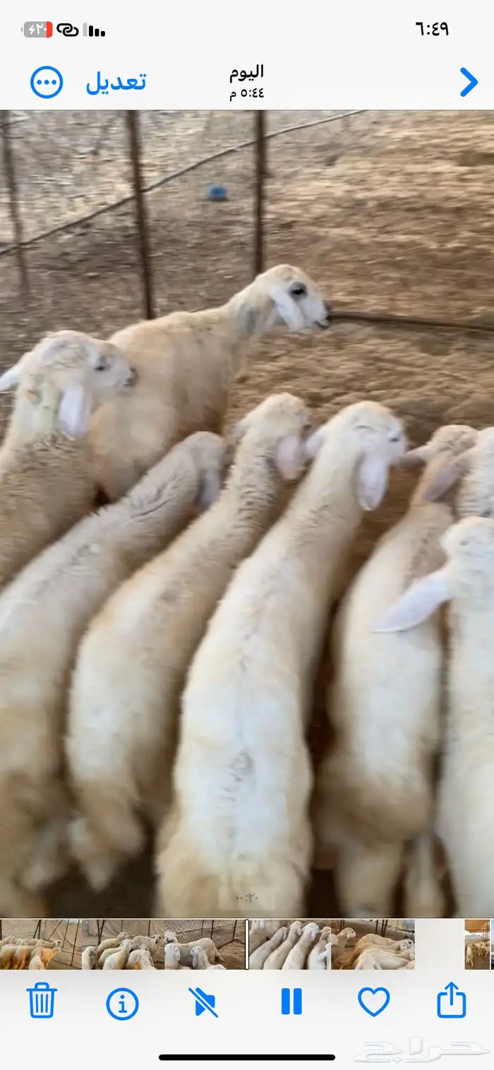 بهم طيب نضيف شرط 1