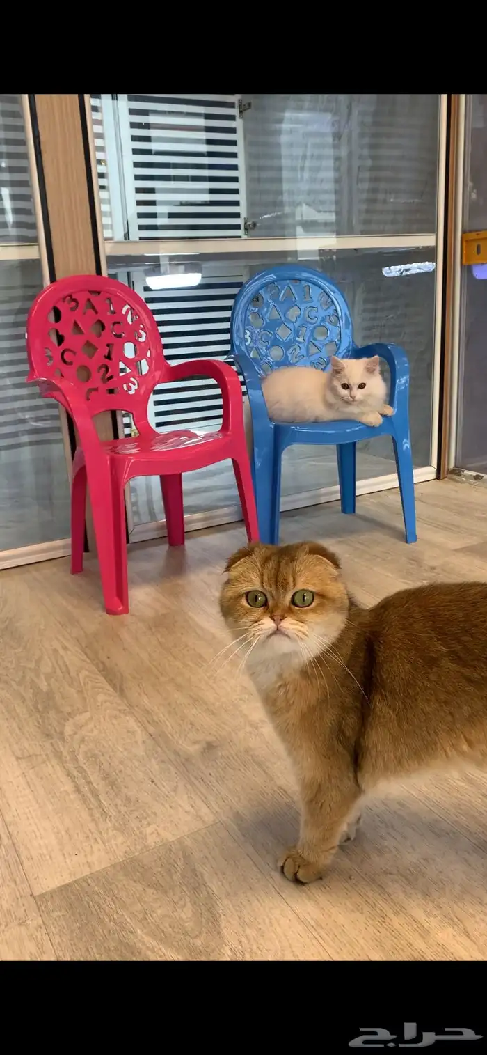 فندقة قطط vip بسعر رمزي وتحت مسؤليتنا منذو الاستلام لتسليم 8