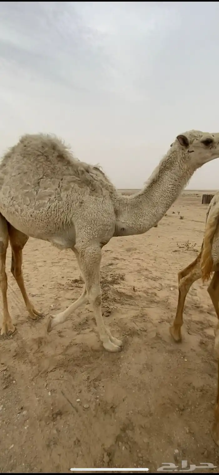 قعود للبيع 1