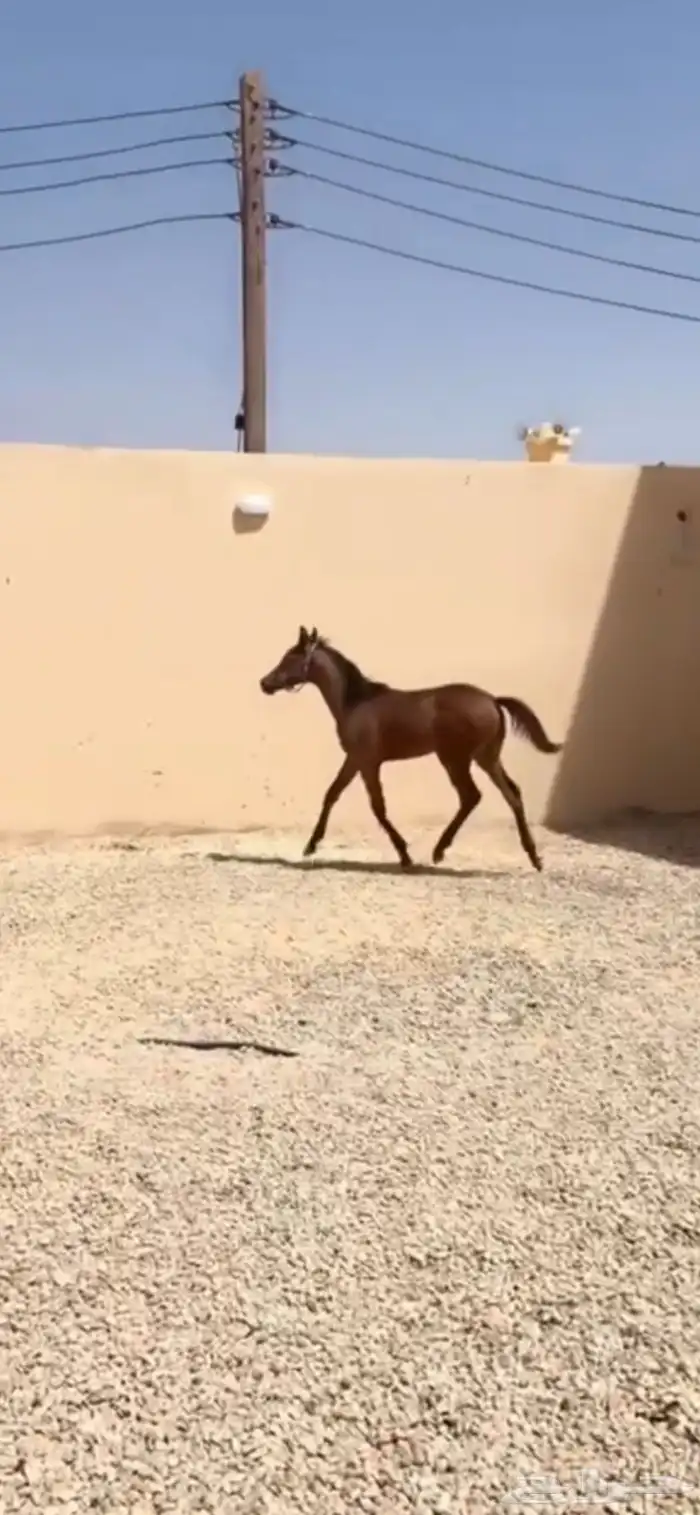 مهر واهو 0