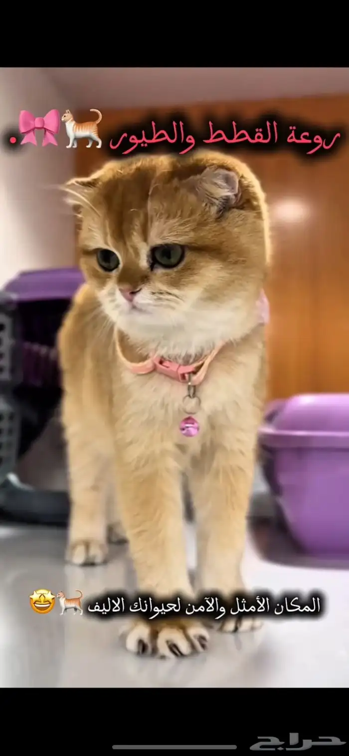 فندقة قطط vip بسعر رمزي وتحت مسؤليتنا منذو الاستلام لتسليم 0