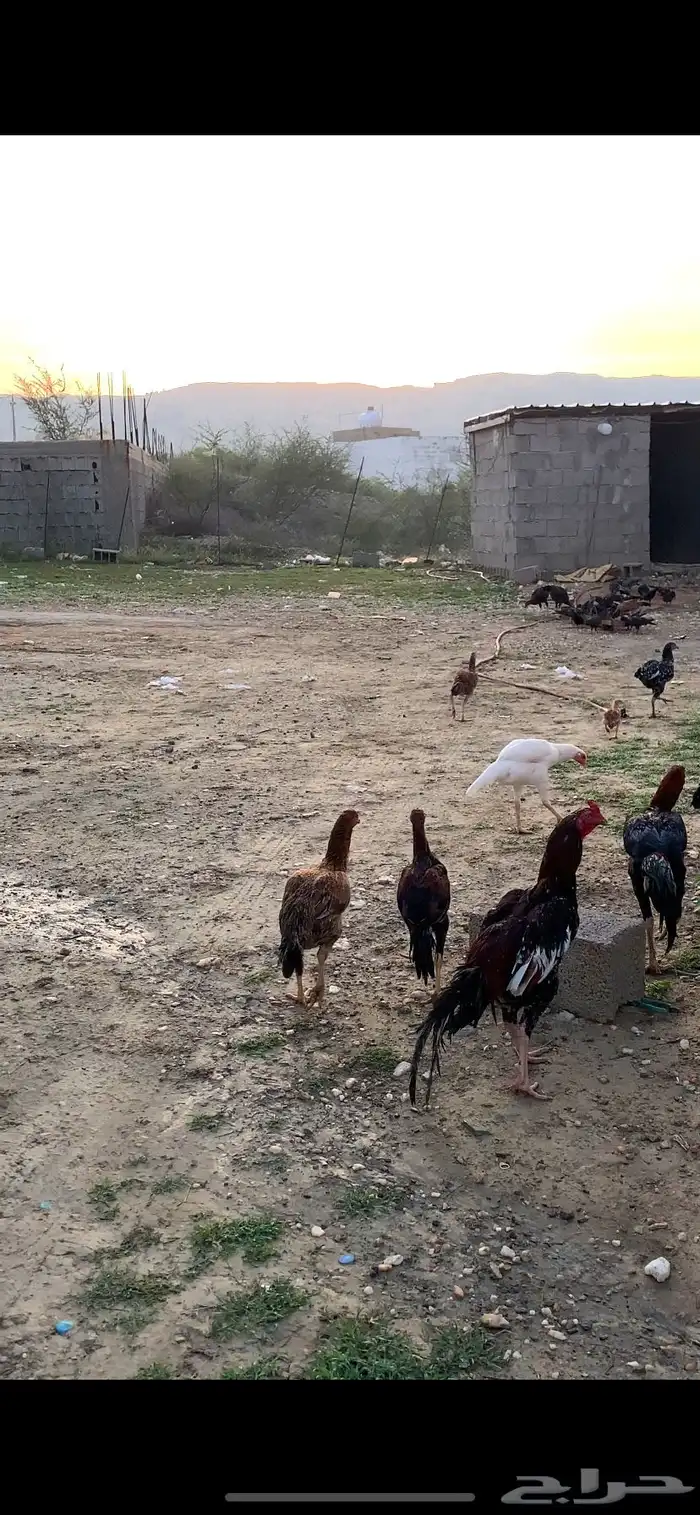دجاج سندي يوجد مقطع فديو لتوضيح 1