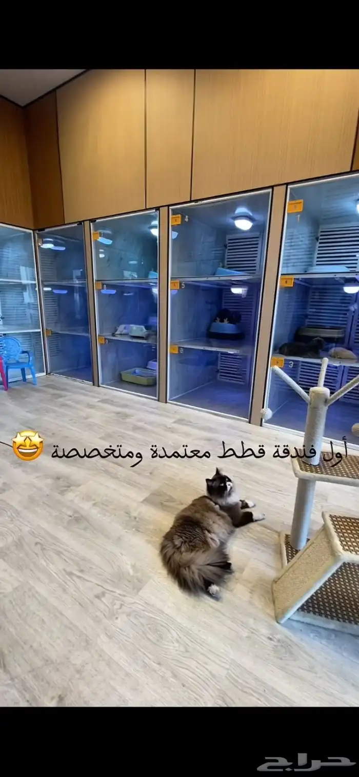 فندقة قطط vip بسعر رمزي وتحت مسؤليتنا منذو الاستلام لتسليم 7