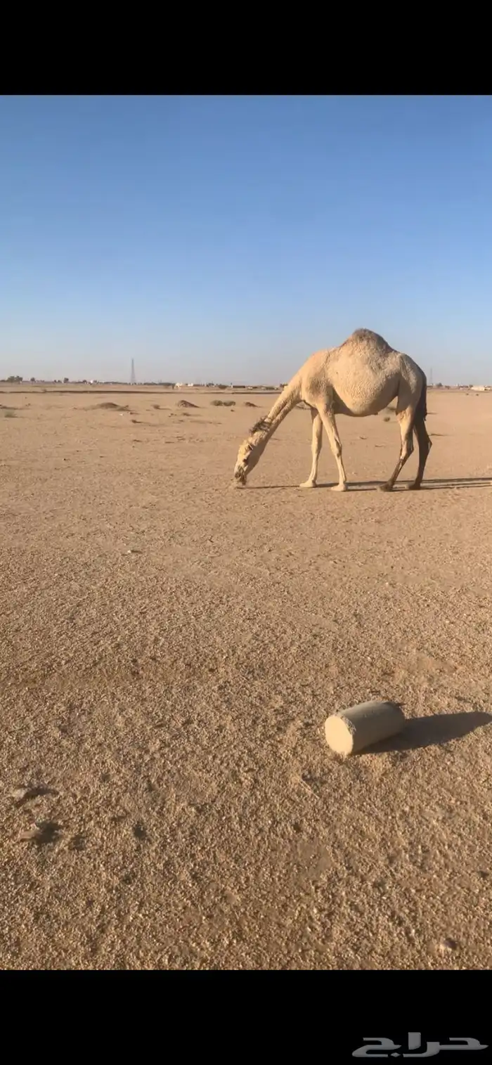 لقحه بكر على فحل علياني 0