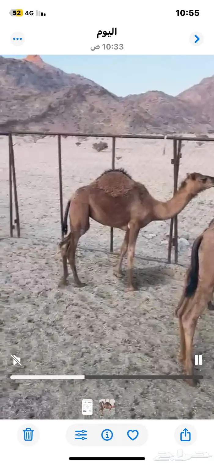 حشوان للبيع 1