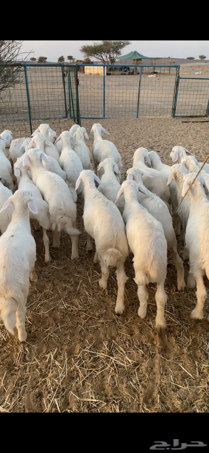 بهم تربيه تم البيع اضغط متابعه 5