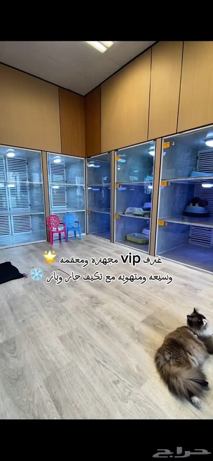 فندقة قطط vip بسعر رمزي وتحت مسؤليتنا منذو الاستلام لتسليم 5