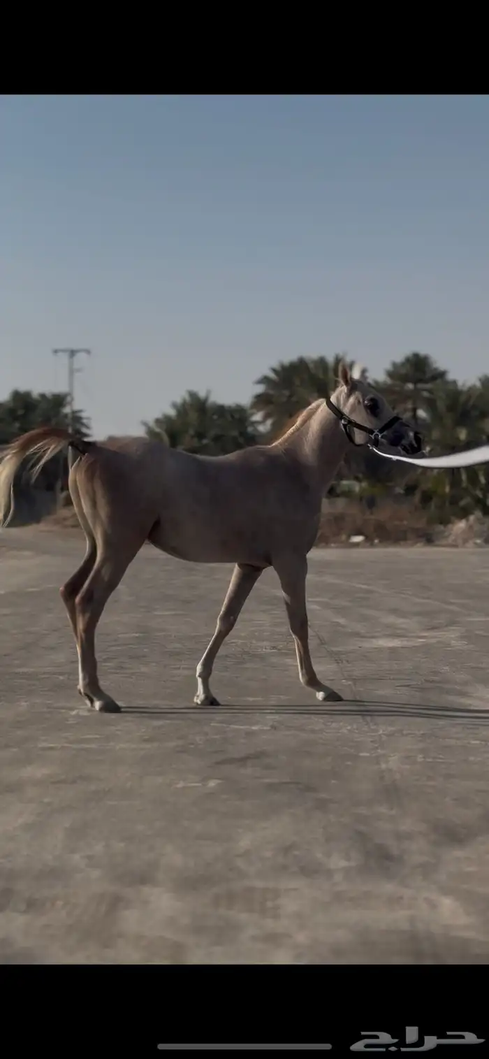 خيل 3