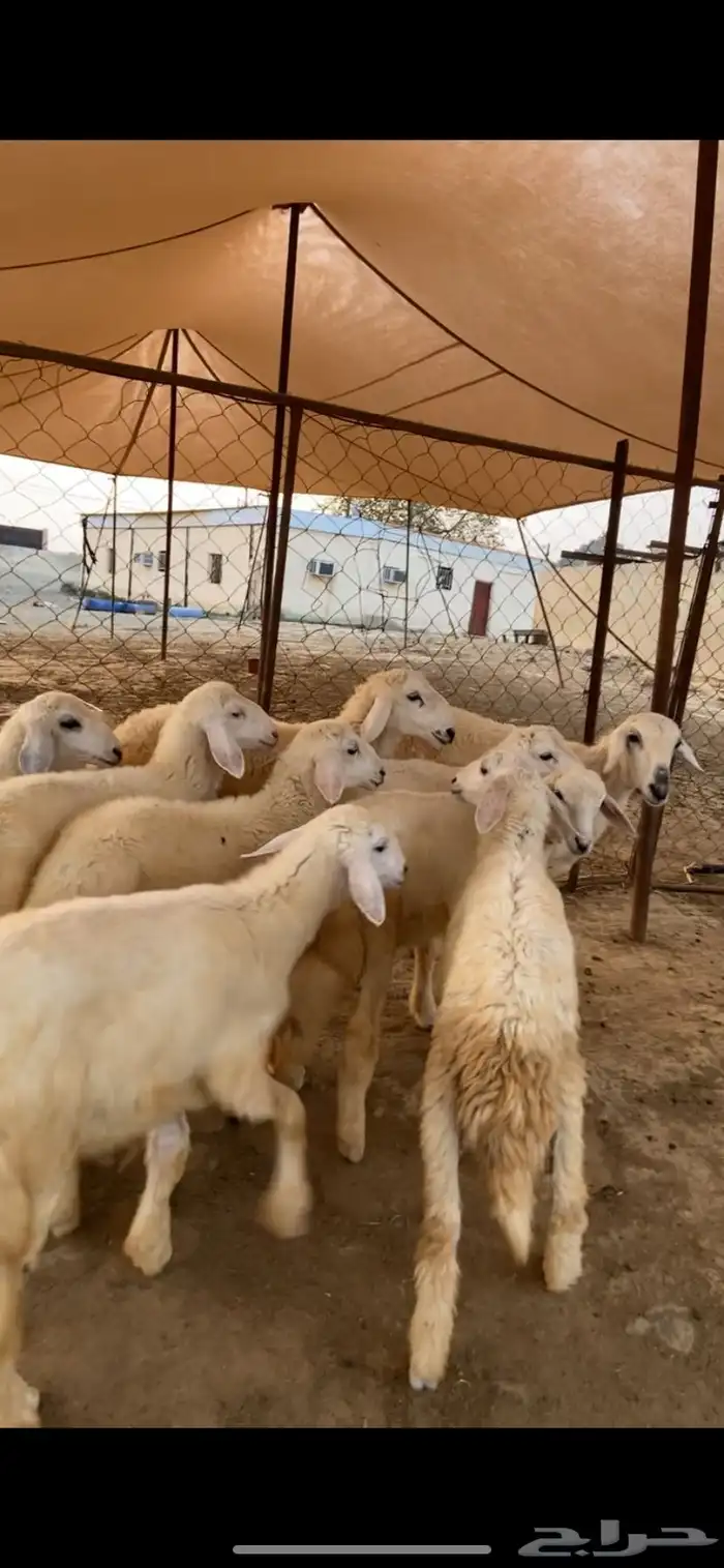 بهم طيب نضيف شرط 3