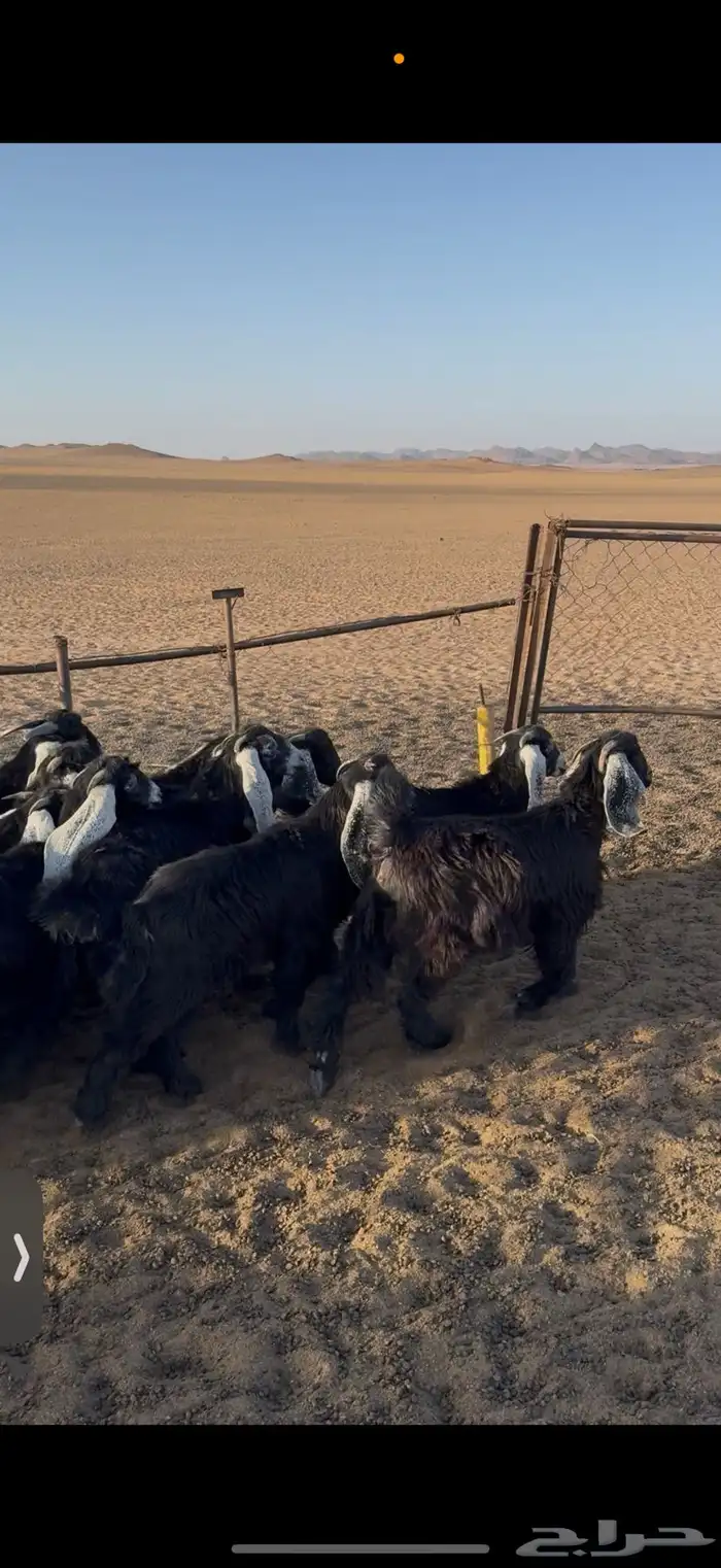 جفرات عوراض صنف(تم البيع) 1