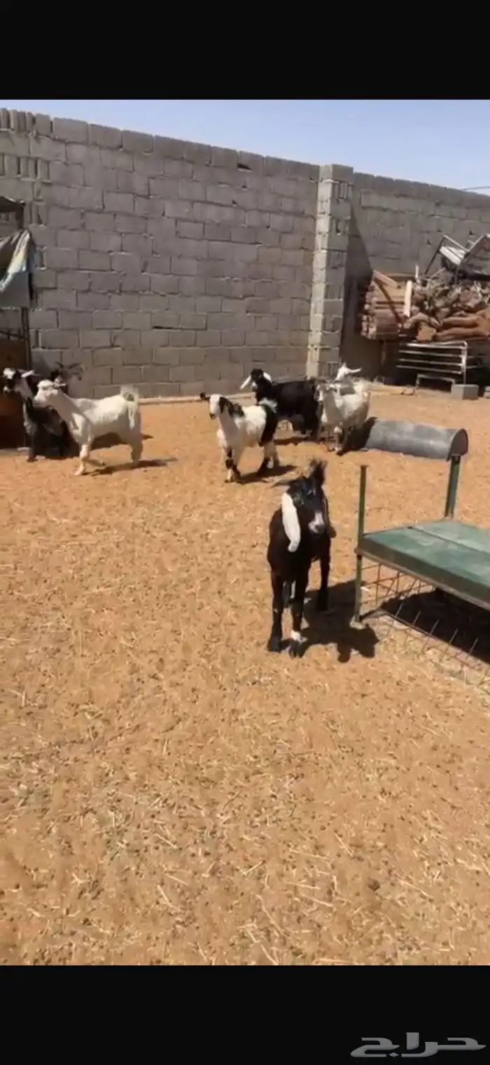 طليان وتيوس 3