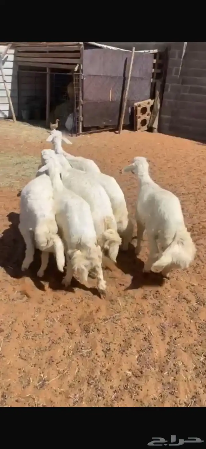 طليان وتيوس 0