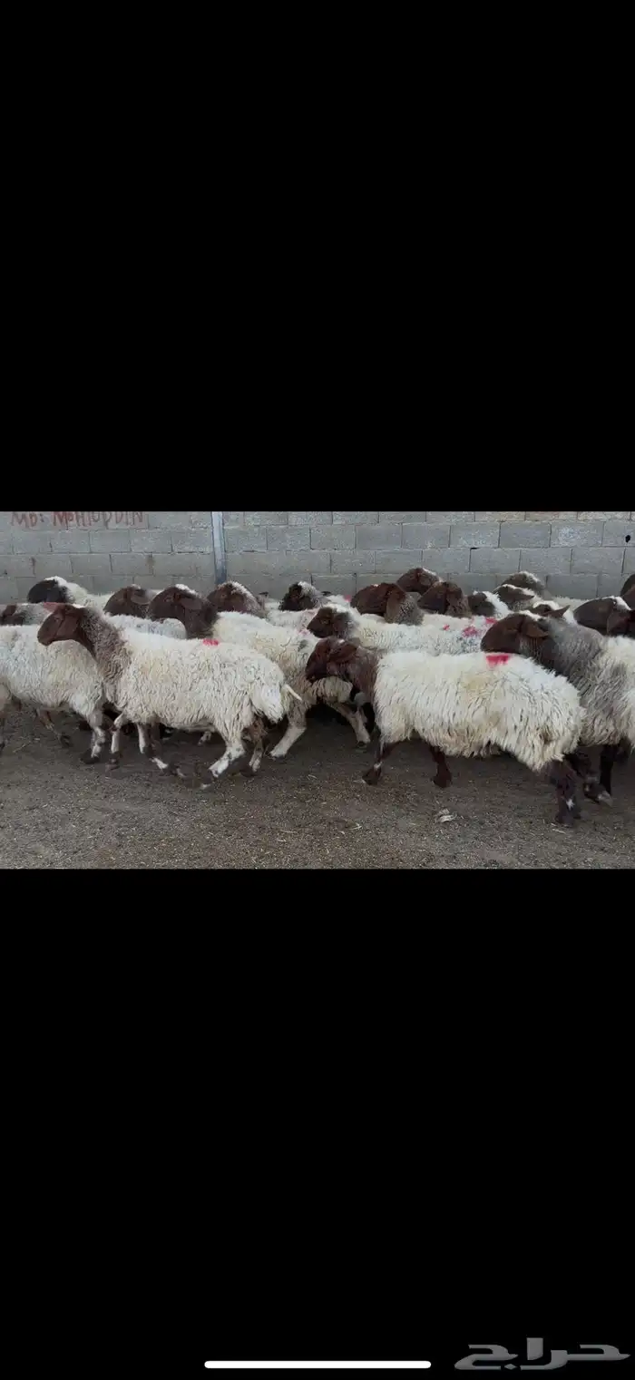 غنم نعيم دفيع . 3