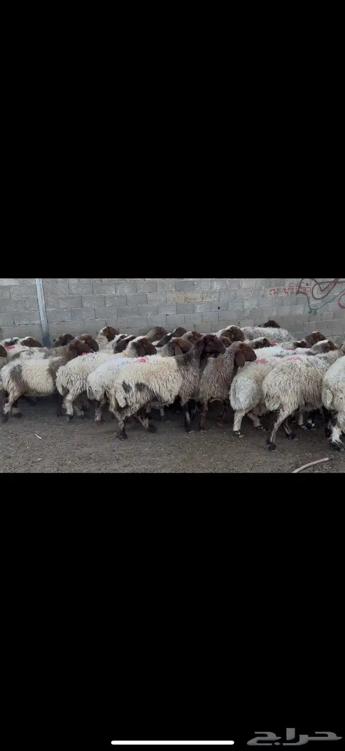 غنم نعيم دفيع . 1