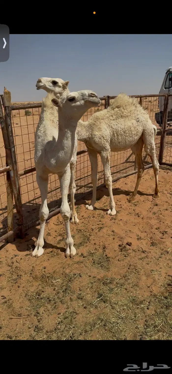 قعدان للبيع على حليب 0