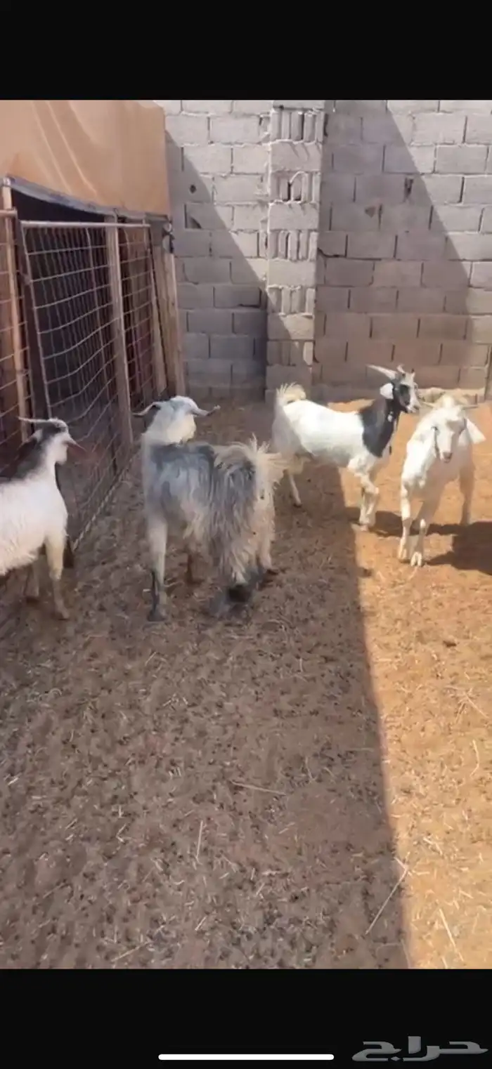 طليان وتيوس 5