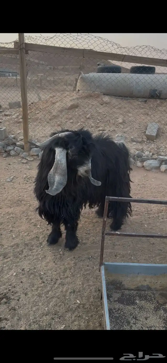 فحل عارضي للبيع 0