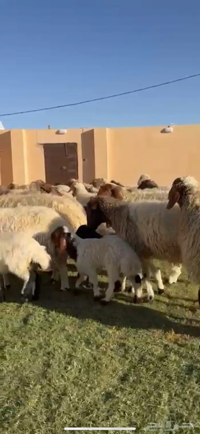 مراح نعيم فاخره دفيع شرط متابيع 6