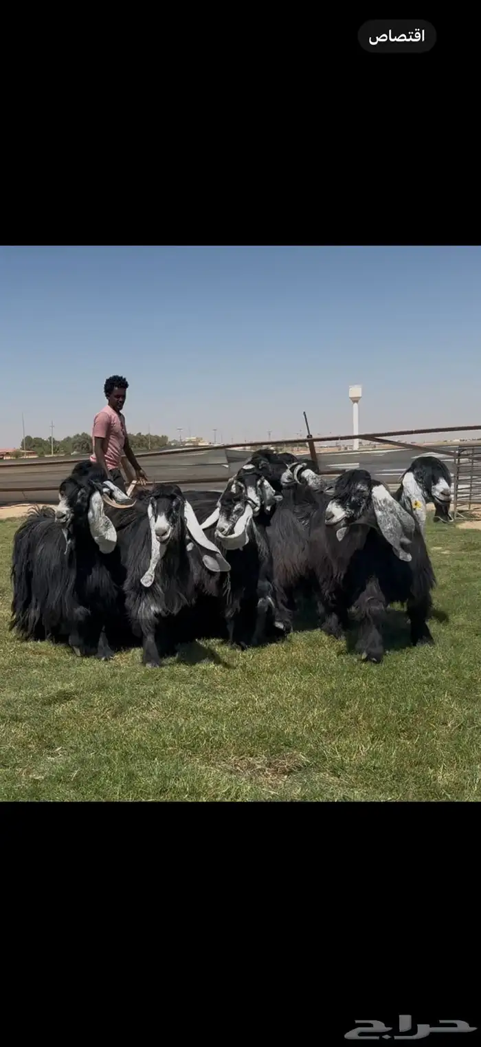 مراح عوارض فاااخره فرصه للقناي الي ييي المعزا الطيبه 6