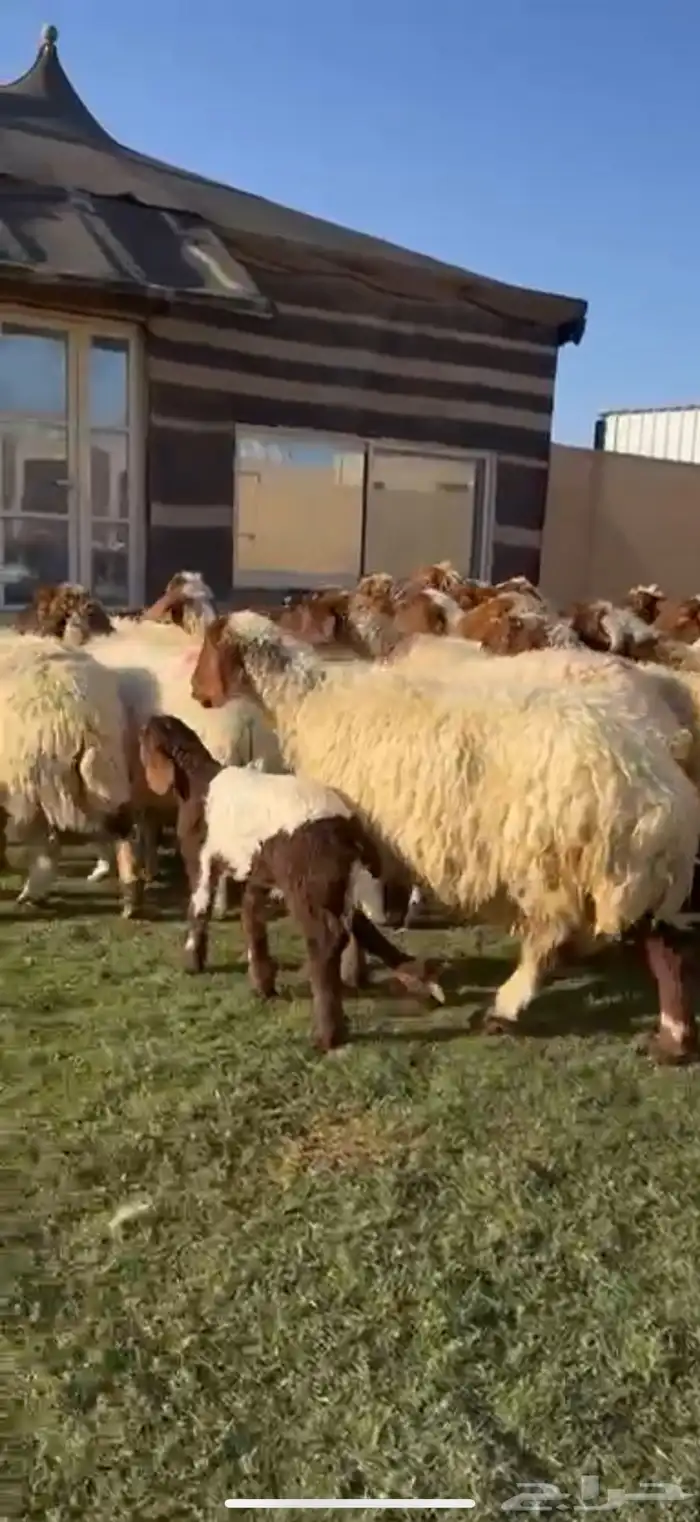 مراح نعيم فاخره دفيع شرط متابيع 2