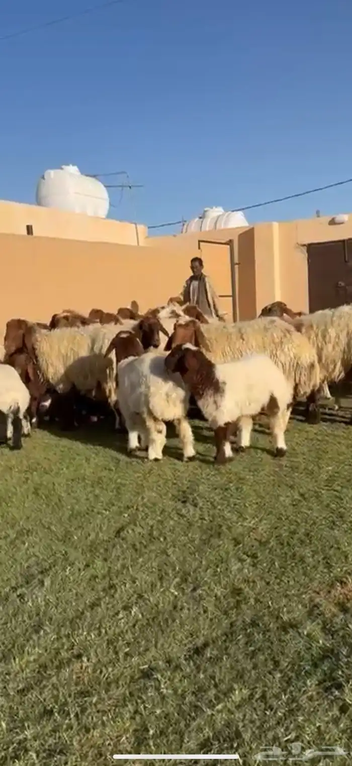 مراح نعيم فاخره دفيع شرط متابيع 3