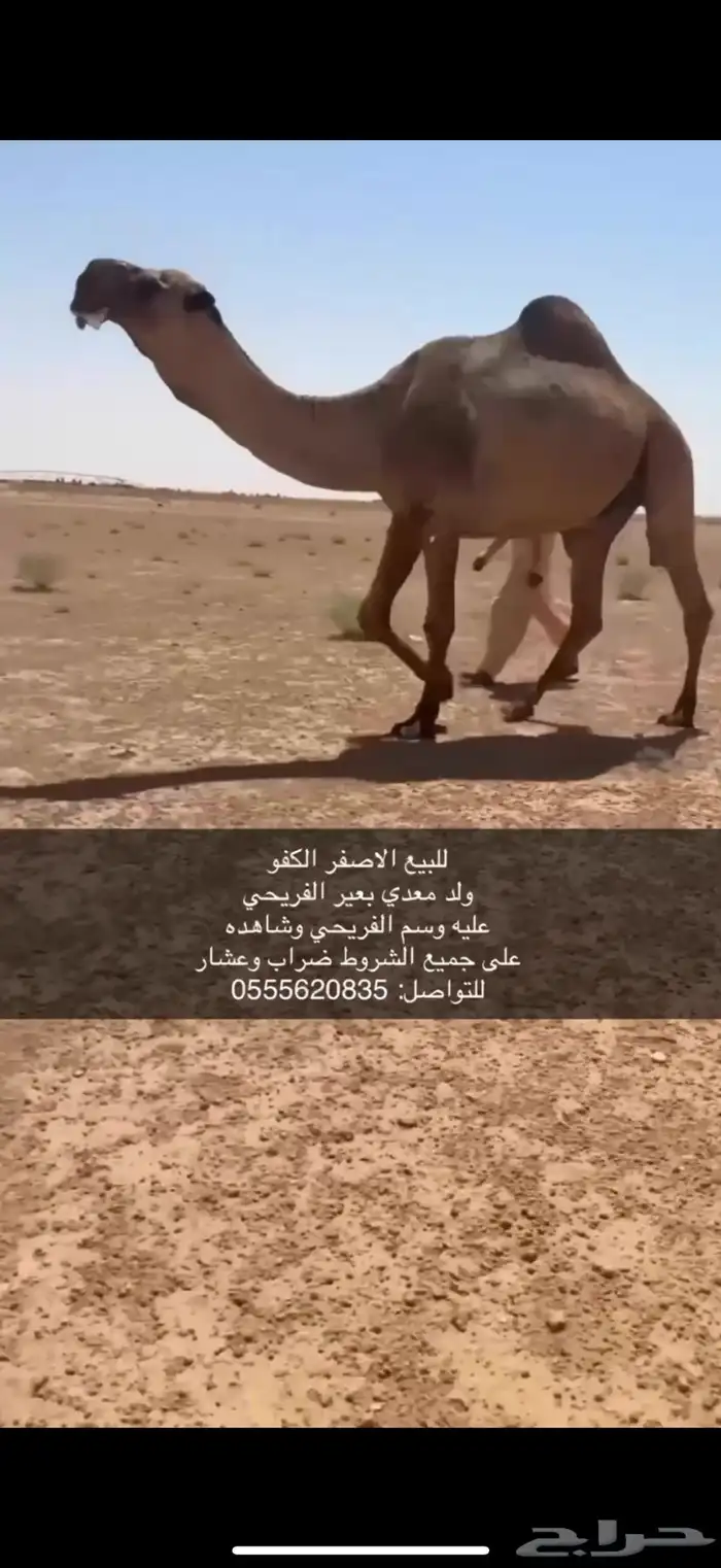 للبيع البعير الكفو 0