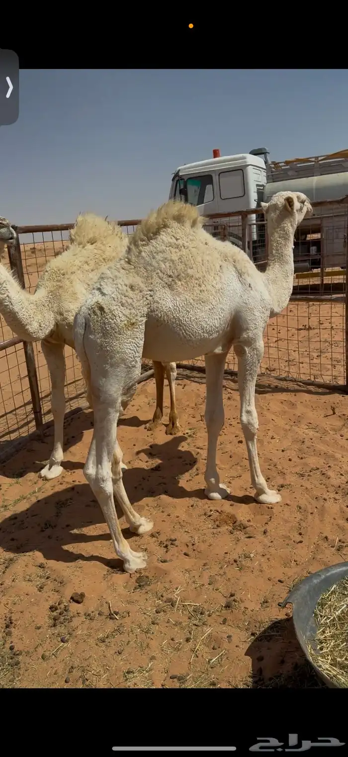 قعدان للبيع على حليب 2