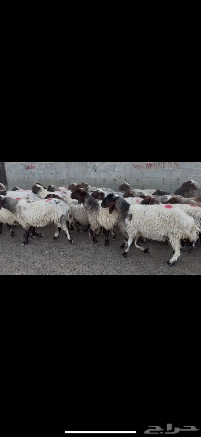 غنم نعيم دفيع . 4