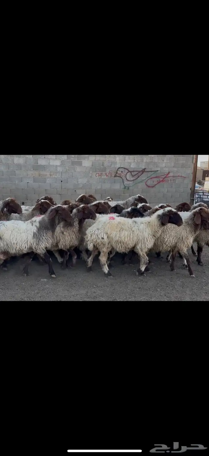 غنم نعيم دفيع . 0