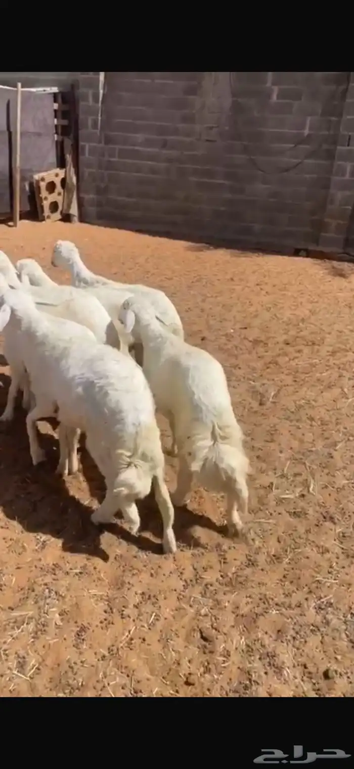 طليان وتيوس 1