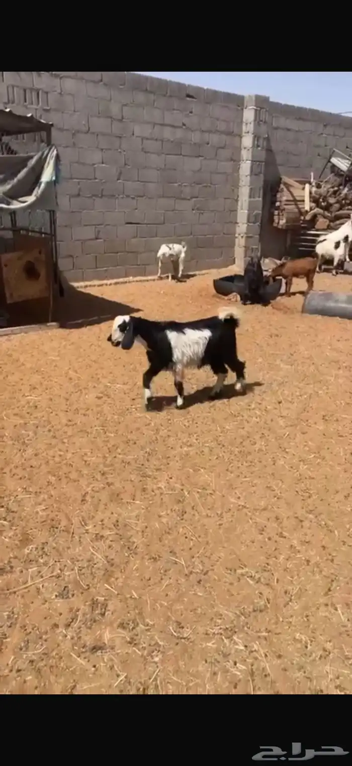 طليان وتيوس 4