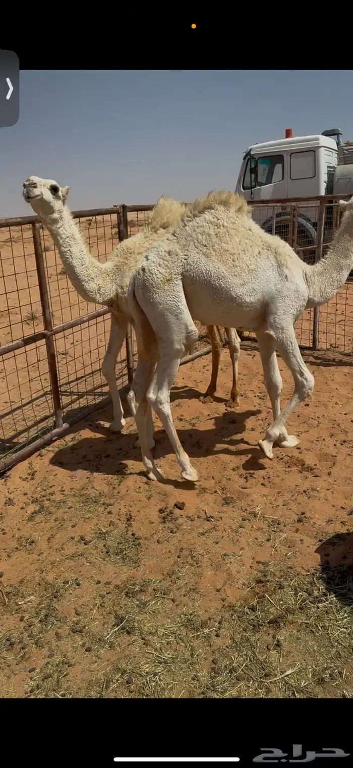 قعدان للبيع على حليب 3