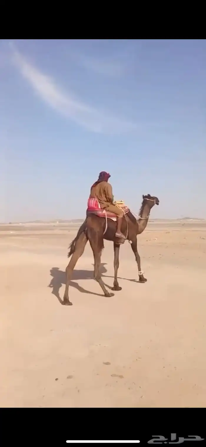 رحول مجهم ثنيه عسيف 0