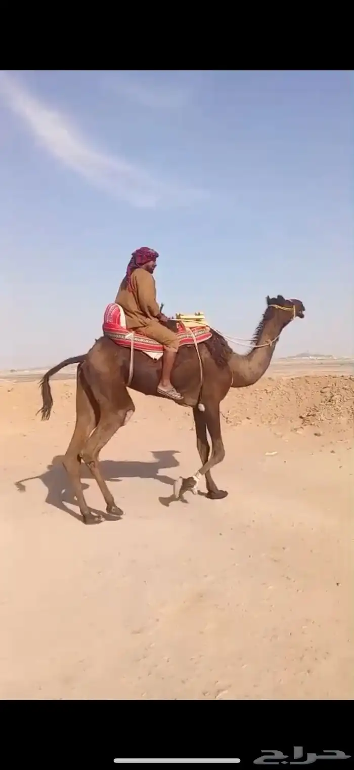 رحول مجهم ثنيه عسيف 1
