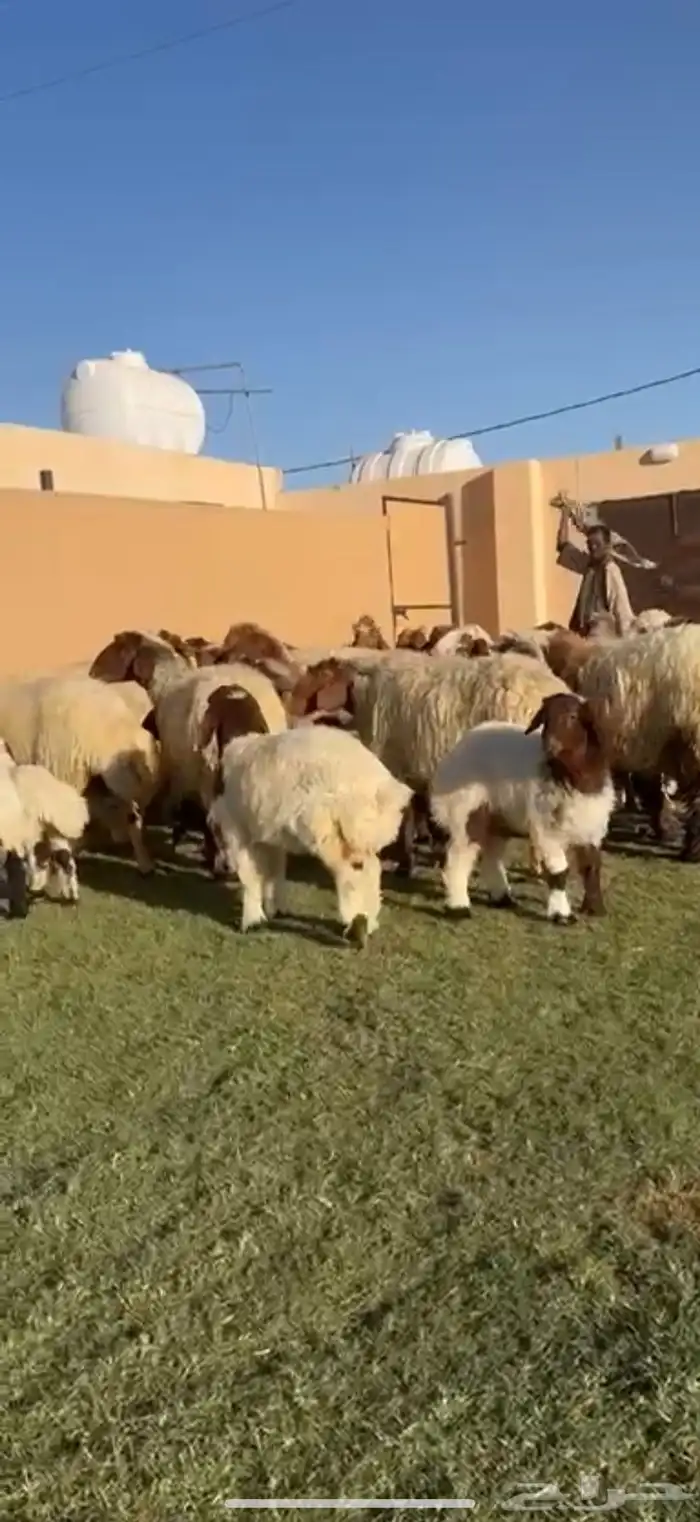 مراح نعيم فاخره دفيع شرط متابيع 8
