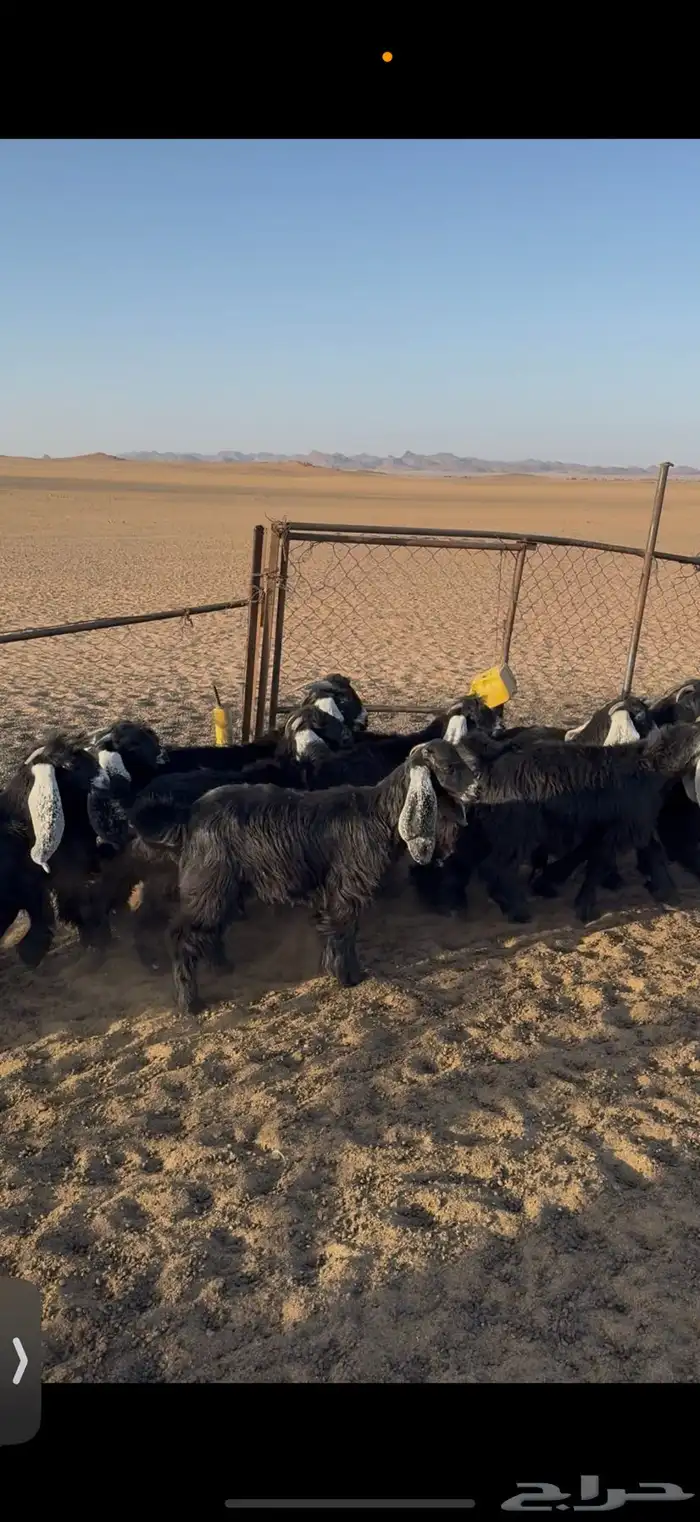 جفرات عوراض صنف(تم البيع) 0