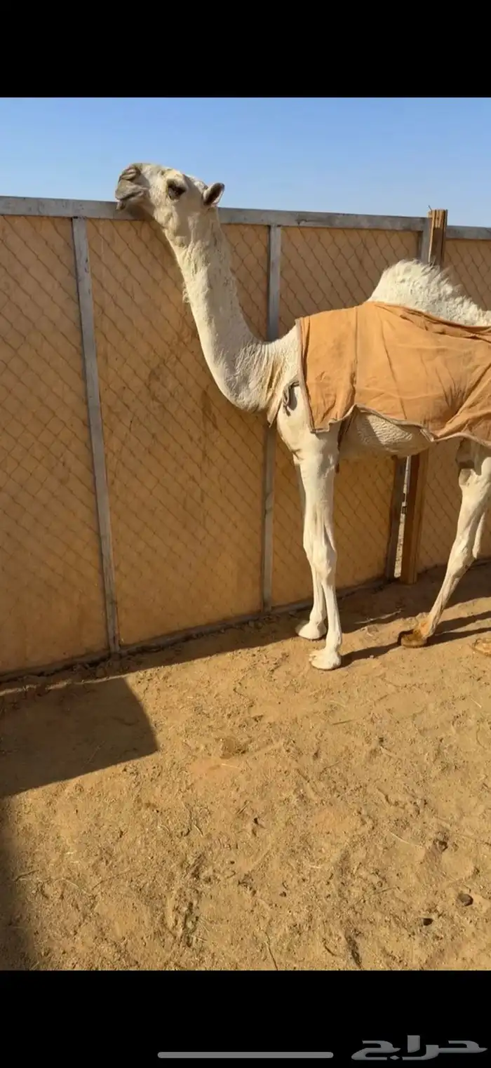 بكره وضحا باتليه 0