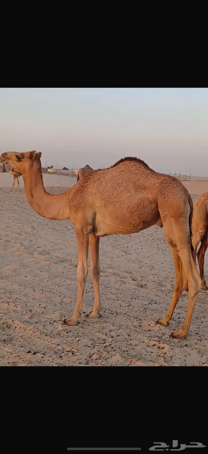 قعود للبيع 0