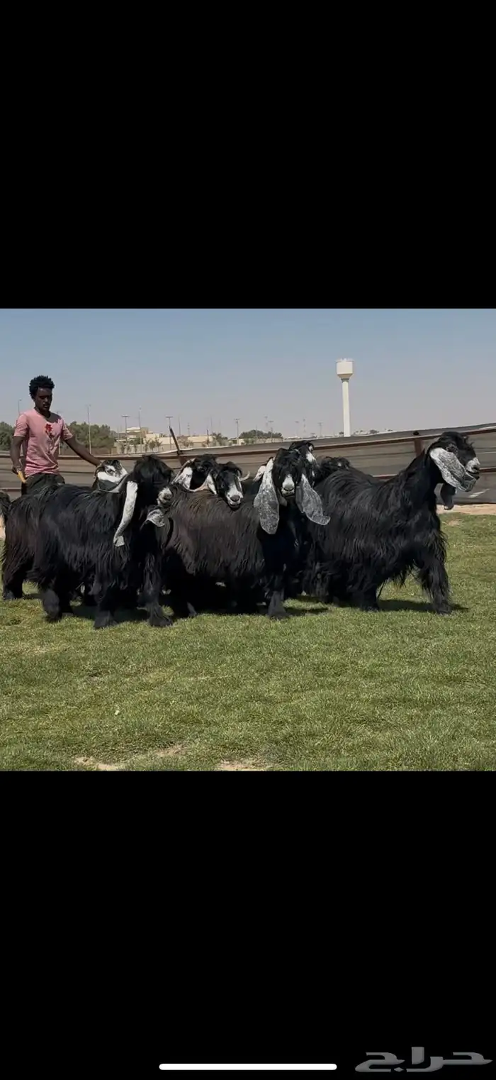 مراح عوارض فاااخره فرصه للقناي الي ييي المعزا الطيبه 2