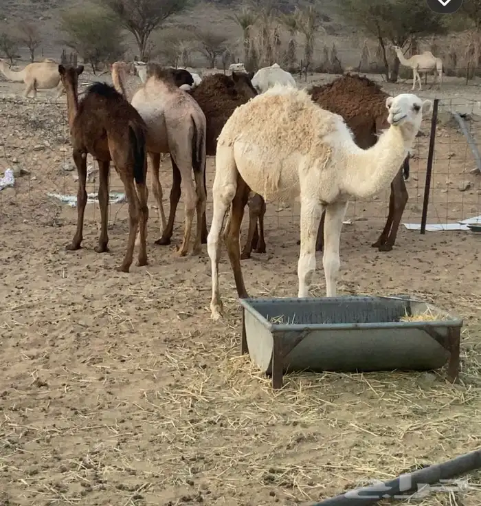 حشو للبيع العدد سته 1