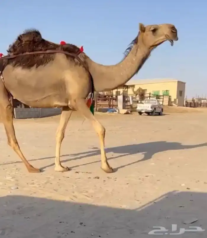 للبيع ضروبه بكر 0