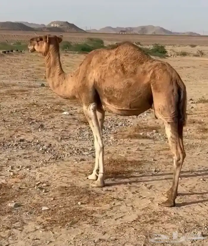 ناقة ساحلية حمراء 0