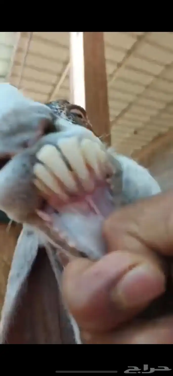 عنز مشروكة حليب وافر مره شرط و جايبه 3 6