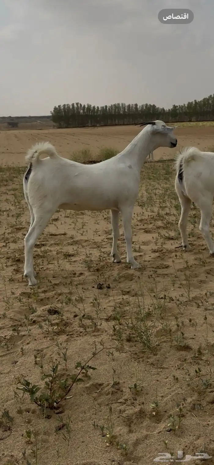 جفار بيشيه 2