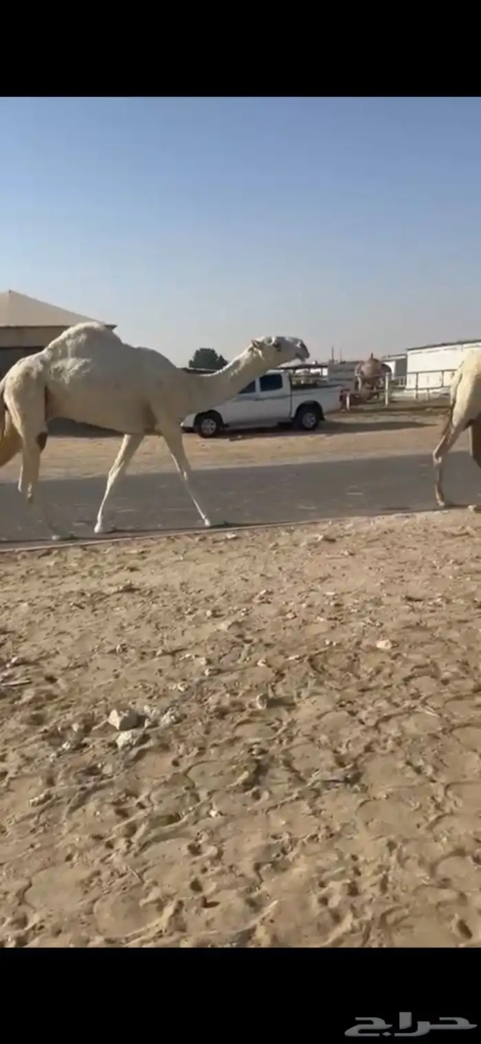 قعود باتلي على حشار الرويس 0