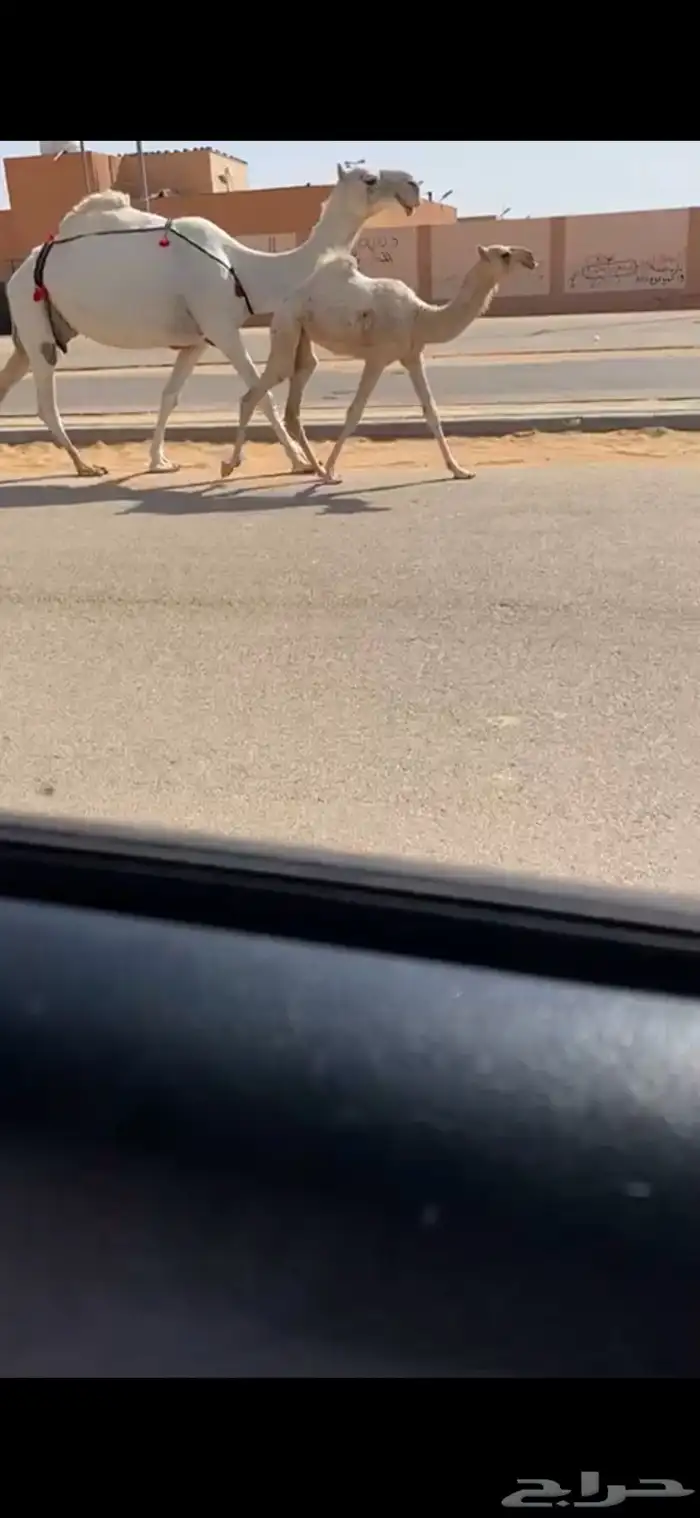 عشرا وضحا باتليه حدرها بكره 0