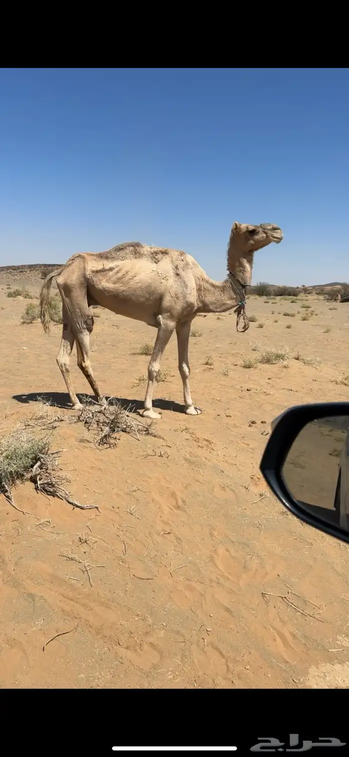 رحول للبيع شرط سليمت العذاريب تمشي مع السياره وتقاد طوع 1
